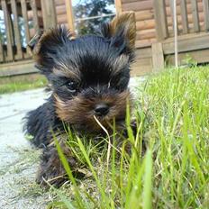 Yorkshire terrier maxi