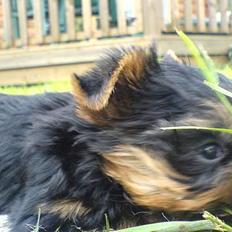 Yorkshire terrier maxi