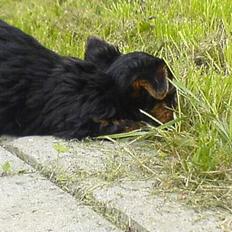 Yorkshire terrier maxi