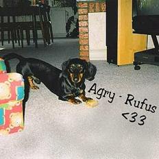 Gravhund Rufus (Agry) *R.I.P.*