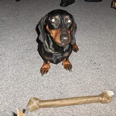 Gravhund Rufus (Agry) *R.I.P.*