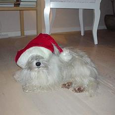 Bichon havanais Smilla