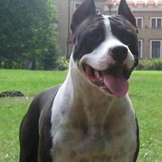 Amerikansk staffordshire terrier KIARA