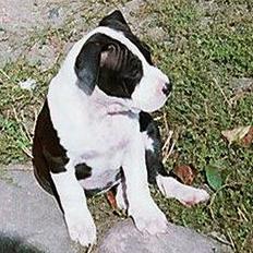 Amerikansk staffordshire terrier KIARA