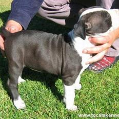 Amerikansk staffordshire terrier KIARA