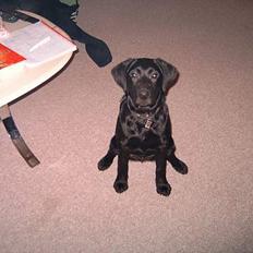 Labrador retriever lucky