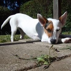 Jack russell terrier Wentzel´s Nova