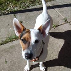Jack russell terrier Wentzel´s Nova
