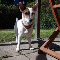 Jack russell terrier Wentzel´s Nova