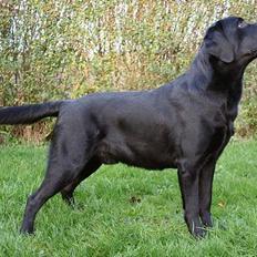 Labrador retriever Diamond