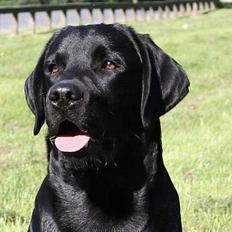 Labrador retriever Diamond