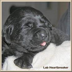 Labrador retriever Diamond