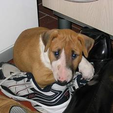 Bullterrier Asta