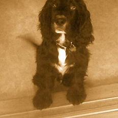 Cocker spaniel Pablo