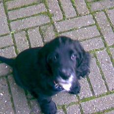 Cocker spaniel Pablo