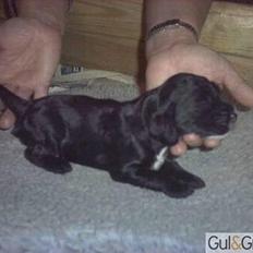 Cocker spaniel Pablo