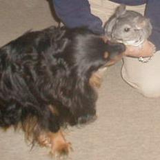 Blanding af racer Max