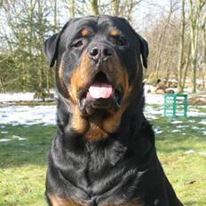 Rottweiler scago 