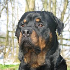 Rottweiler scago 