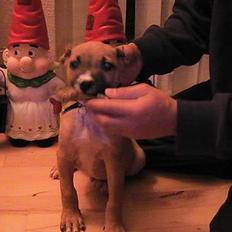 Amerikansk staffordshire terrier Chiko