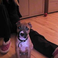 Amerikansk staffordshire terrier Chiko