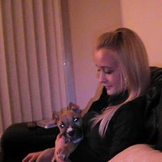 Amerikansk staffordshire terrier Chiko