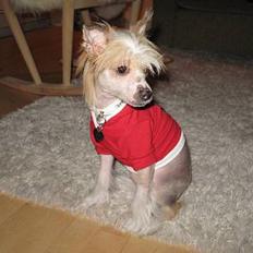 Chinese crested hårløs Elivea - R.I.P.