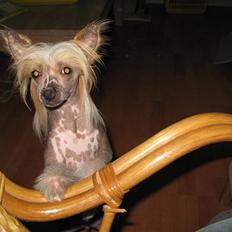 Chinese crested hårløs Elivea - R.I.P.