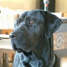 Blanding af racer Becca