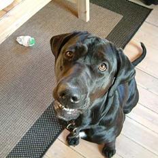 Blanding af racer Becca