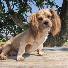 Lhasa apso Lhasa fabricius Leeloo