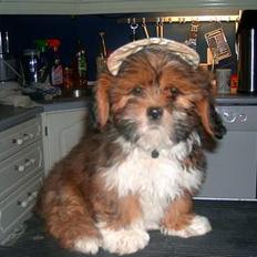 Lhasa apso Lhasa fabricius Leeloo