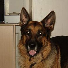 Schæferhund mike R.i.P 2010