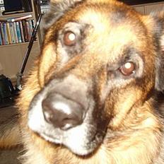 Schæferhund mike R.i.P 2010