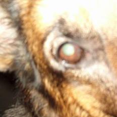 Schæferhund mike R.i.P 2010