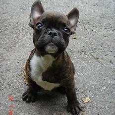 Fransk bulldog Diablo R.I.P :(