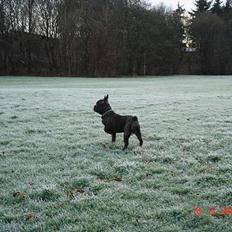 Fransk bulldog Diablo R.I.P :(