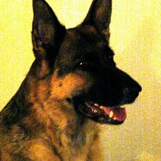 Schæferhund | Sille