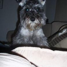 Dvaergschnauzer Fione