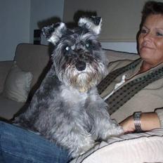 Dvaergschnauzer Fione