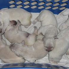 Golden retriever Hvalpe