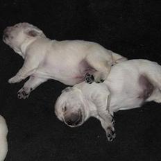 Golden retriever Hvalpe