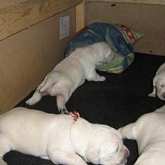 Golden retriever Hvalpe