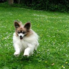 Papillon blomme R.I.P