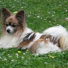Papillon blomme R.I.P