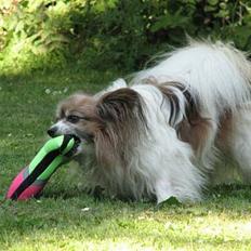 Papillon blomme R.I.P