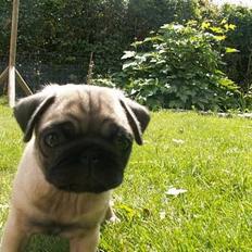 Mops Mini's Cosmo Alexander