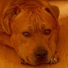 Blanding af racer BALDER *HIMMELHUND*