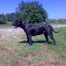 Amerikansk staffordshire terrier ASTA