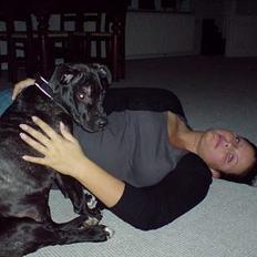 Amerikansk staffordshire terrier ASTA